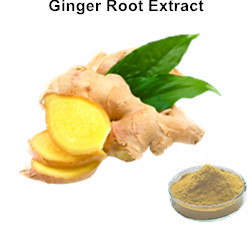Ginger Root Extract 