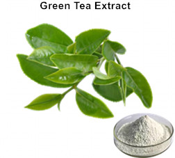 Natural EGCG Green Tea Extract