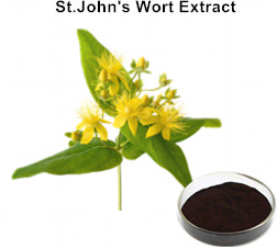 St. John's Wort Extract 