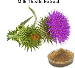 Milk Thistle Extract