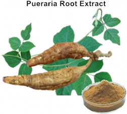 Pueraria Root Extract Isoflavones