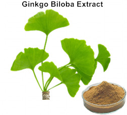 Ginkgo Biloba Extract